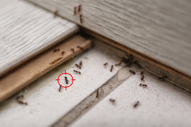Best Rodent Control Near Me  in Heath, TX